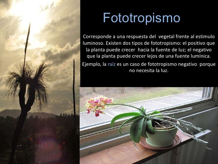 Que es fototropismo y ejemplos 22 Que es fototropismo y ejemplos 38